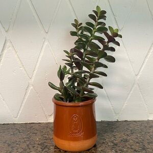 Amelia La Fermiere Pot with two kinds of succulent